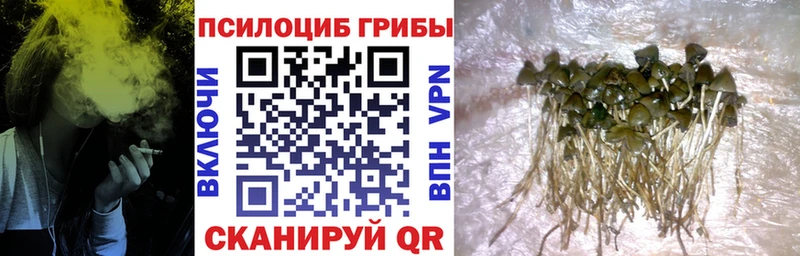 Псилоцибиновые грибы Cubensis  цена   omg tor  Кушва 
